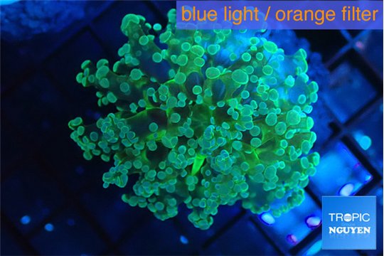 Euphyllia paradivisa green sunset 4-7 cm WYSIWYG acclimaté