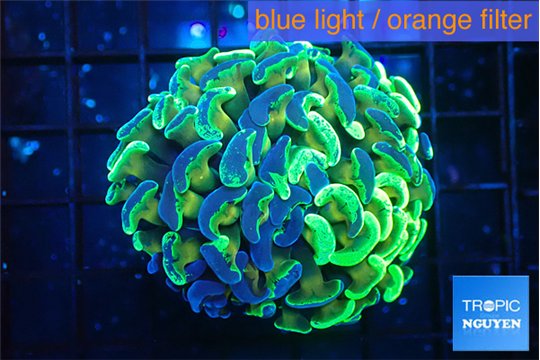 Euphyllia paraancora reverse 3-5 cm WYSIWYG acclimaté