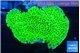 Montipora green 3-4 cm WYSIWYG acclimaté