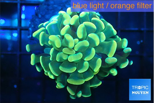 Euphyllia paraancora golden 3-4 cm WYSIWYG acclimaté