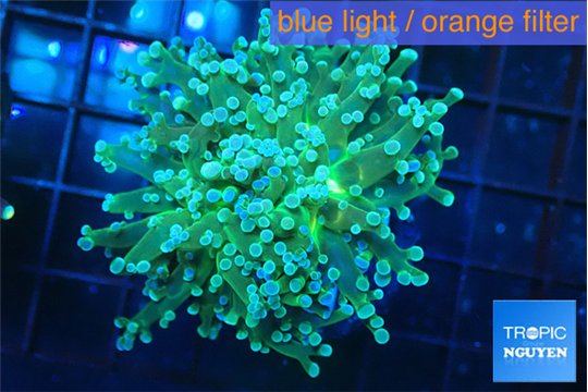 Euphyllia paradivisa green sunset 3-5 cm WYSIWYG acclimaté