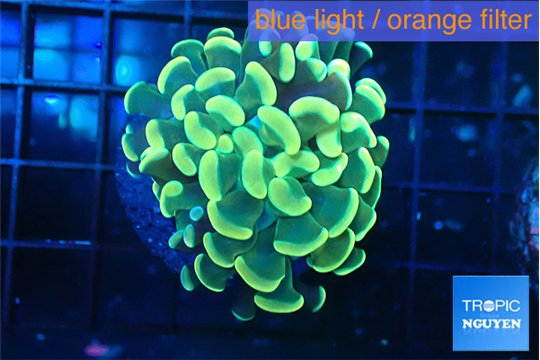 Euphyllia paraancora golden 3-4 cm WYSIWYG acclimaté