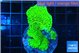 Montipora green 3-5 cm WYSIWYG acclimaté