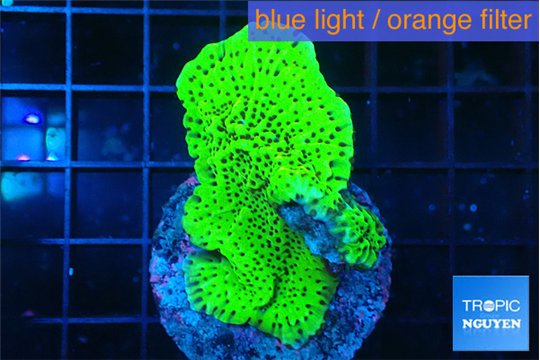 Montipora green 3-5 cm WYSIWYG acclimaté
