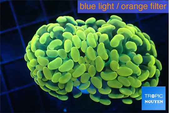 Euphyllia paraancora golden 4-6 cm WYSIWYG acclimaté