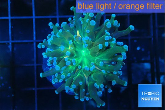 Euphyllia paradivisa green sunset 3-5 cm WYSIWYG acclimaté