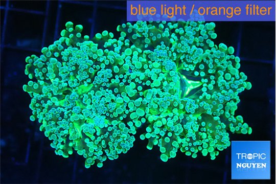 Euphyllia paradivisa green sunset 8-14 cm WYSIWYG acclimaté
