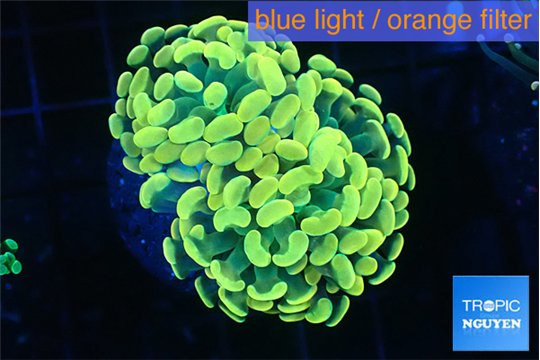 Euphyllia paraancora golden 4-7 cm WYSIWYG acclimaté