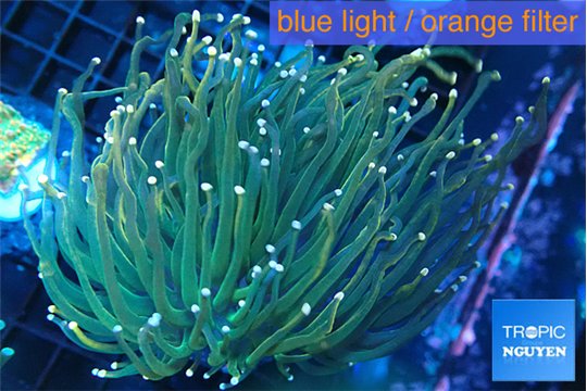 Euphyllia glabrescens green pink tip 5-7 cm WYSIWYG acclimaté