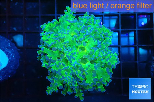 Euphyllia yayaemaensis green 6-8 cm WYSIWYG acclimaté