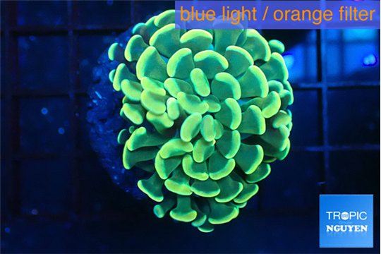 Euphyllia paraancora golden 3-4 cm WYSIWYG acclimaté