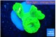 Caulastrea neon green 3 polyps WYSIWYG acclimaté