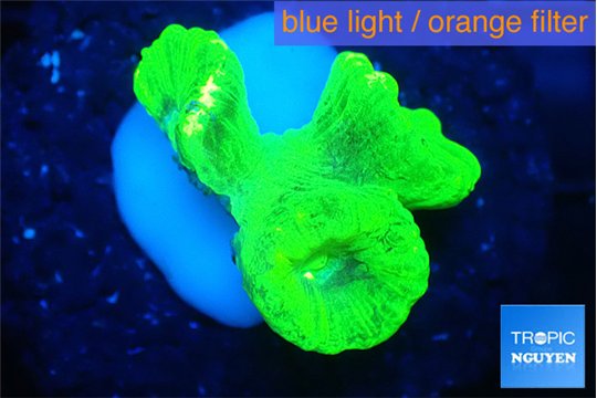 Caulastrea neon green 3 polyps WYSIWYG acclimaté