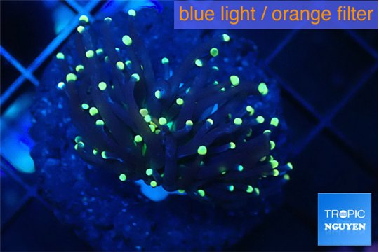 Euphyllia glabrescens joker golden tip 3-6 cm WYSIWYG acclimaté