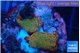 Montipora red fire forest 2-3 cm WYSIWYG acclimaté