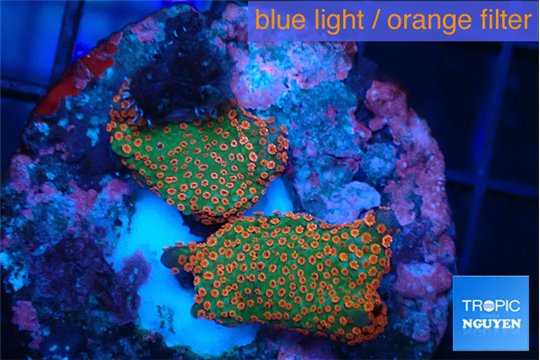 Montipora red fire forest 2-3 cm WYSIWYG acclimaté