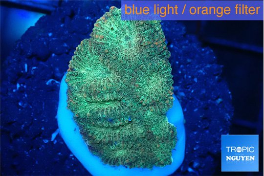 Favia sunset 2-3 cm WYSIWYG acclimaté