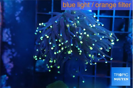 Euphyllia glabrescens joker golden tip 4-7 cm WYSIWYG acclimaté