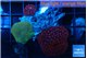 Discosoma mixed color 3 polyps WYSIWYG acclimaté