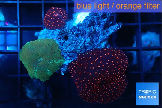 Discosoma mixed color 3 polyps WYSIWYG acclimaté