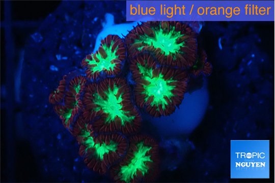 Blastomussa merletti 2-4 cm WYSIWYG acclimaté