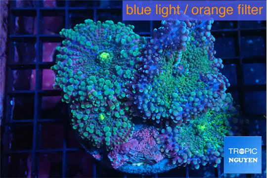 Ricordea yuma purple green 4 polyps WYSIWYG acclimaté
