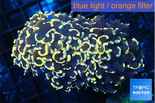 Euphyllia ancora orange 8-12 cm WYSIWYG acclimaté