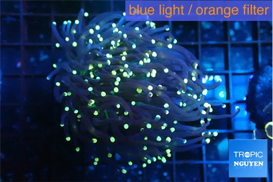 Euphyllia glabrescens joker golden tip 4-8 cm WYSIWYG acclimaté