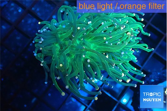 Euphyllia glabrescens green & pink tip 4-7 cm WYSIWYG acclimaté