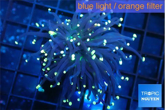 Euphyllia glabrescens joker golden tip 3-6 cm WYSIWYG acclimaté