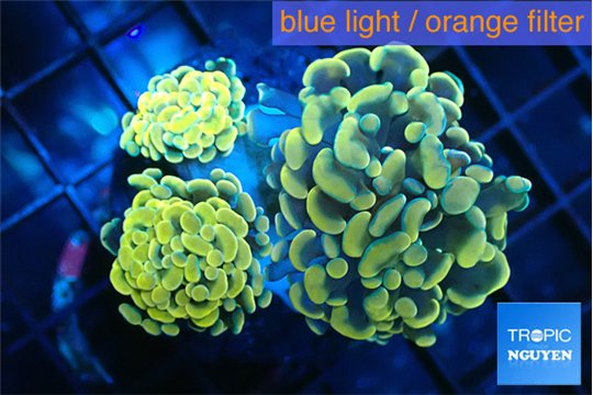 Euphyllia paraancora golden 4-7 cm WYSIWYG acclimaté