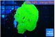 Montipora green cap 2-3 cm WYSIWYG acclimaté