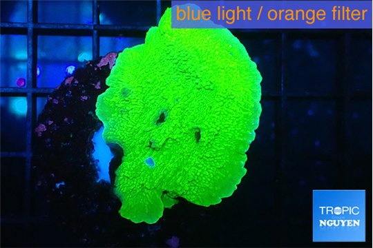 Montipora green cap 2-3 cm WYSIWYG acclimaté