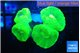 Caulastrea neon green 4 polyps WYSIWYG acclimaté