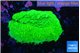 Montipora green cap 2-3 cm WYSIWYG acclimaté