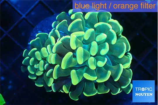 Euphyllia paraancora golden 3-4 cm WYSIWYG acclimaté