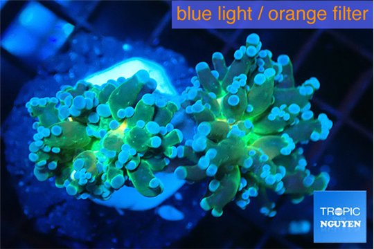 Euphyllia paradivisa green sunset 3-5 cm WYSIWYG acclimaté