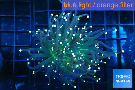 Euphyllia glabrescens green & pink tip 4-7 cm WYSIWYG acclimaté