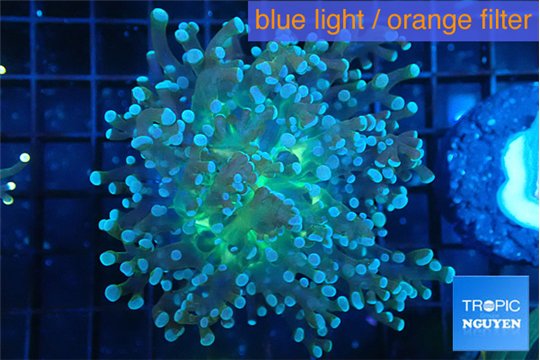 Euphyllia paradivisa green sunset 4-7 cm WYSIWYG acclimaté