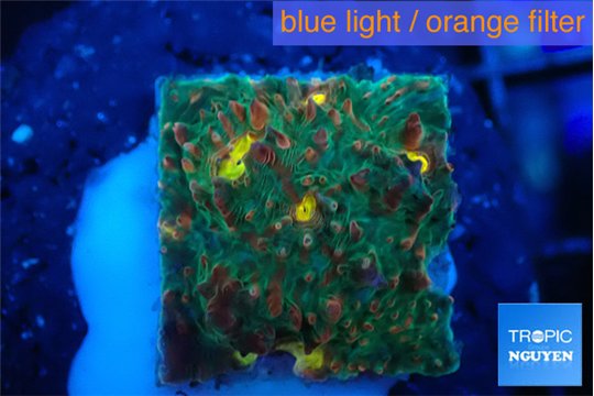 Echinophyllia rainbow premium 2-3 cm WYSIWYG acclimaté