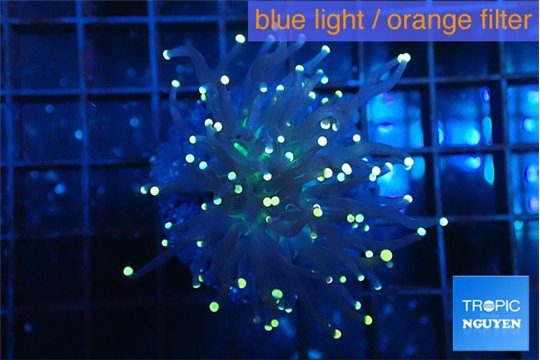 Euphyllia glabrescens joker golden tip 3-6 cm WYSIWYG acclimaté