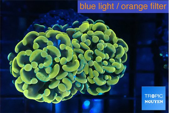 Euphyllia paraancora golden 3-6 cm WYSIWYG acclimaté