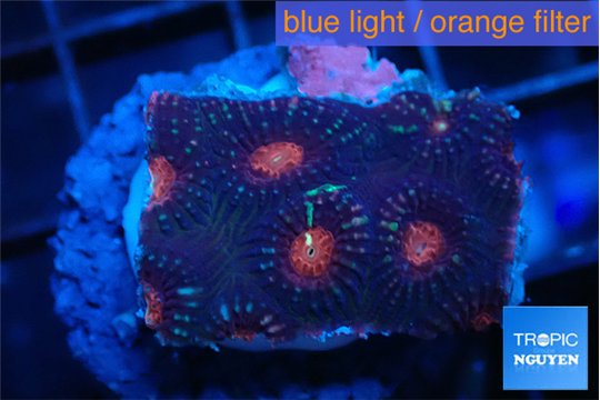 Favia purple monster 2-3 cm WYSIWYG acclimaté