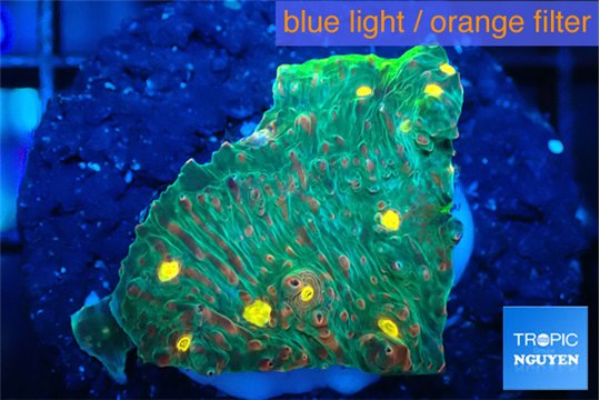 Echinophyllia rainbow premium 2-3 cm WYSIWYG acclimaté