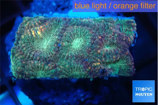 Favia sunset 2-3 cm WYSIWYG acclimaté