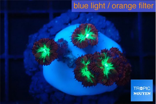 Blastomussa merletti 2-3 cm WYSIWYG acclimaté