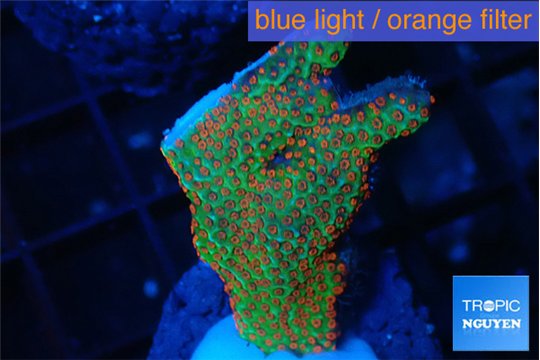 Montipora red fire forest 2-4 cm WYSIWYG acclimaté