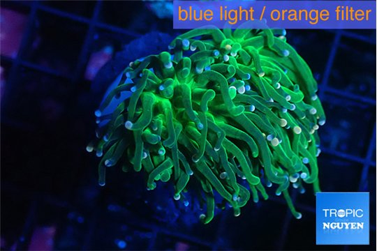 Euphyllia glabrescens green & pink tip 4-8 cm WYSIWYG acclimaté