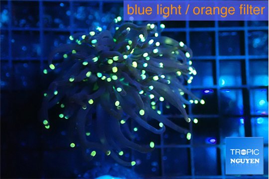 Euphyllia glabrescens joker golden tip 3-6 cm WYSIWYG acclimaté