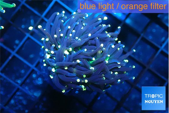 Euphyllia glabrescens joker golden tip 3-6 cm WYSIWYG acclimaté